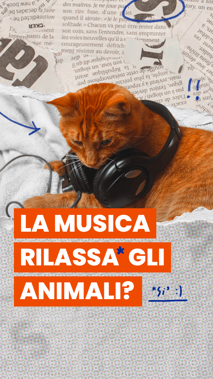 La musica può aiutare anche gli animali a rilassarsi?