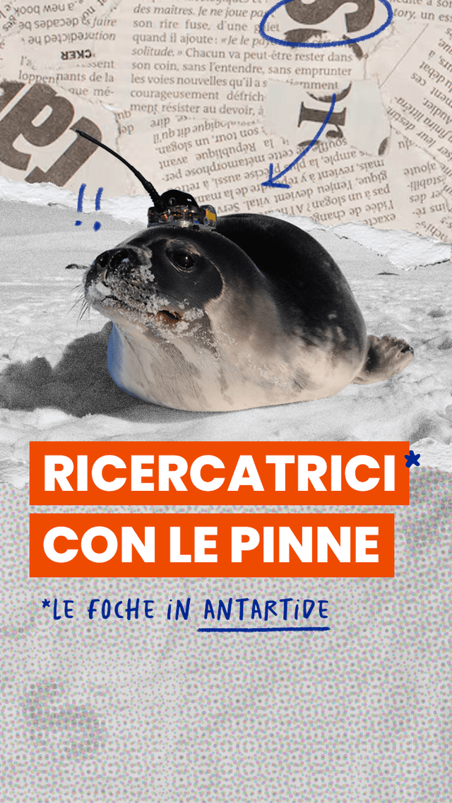 Le migliori ricercatrici sui cambiamenti climatici in Antartide? Le foche