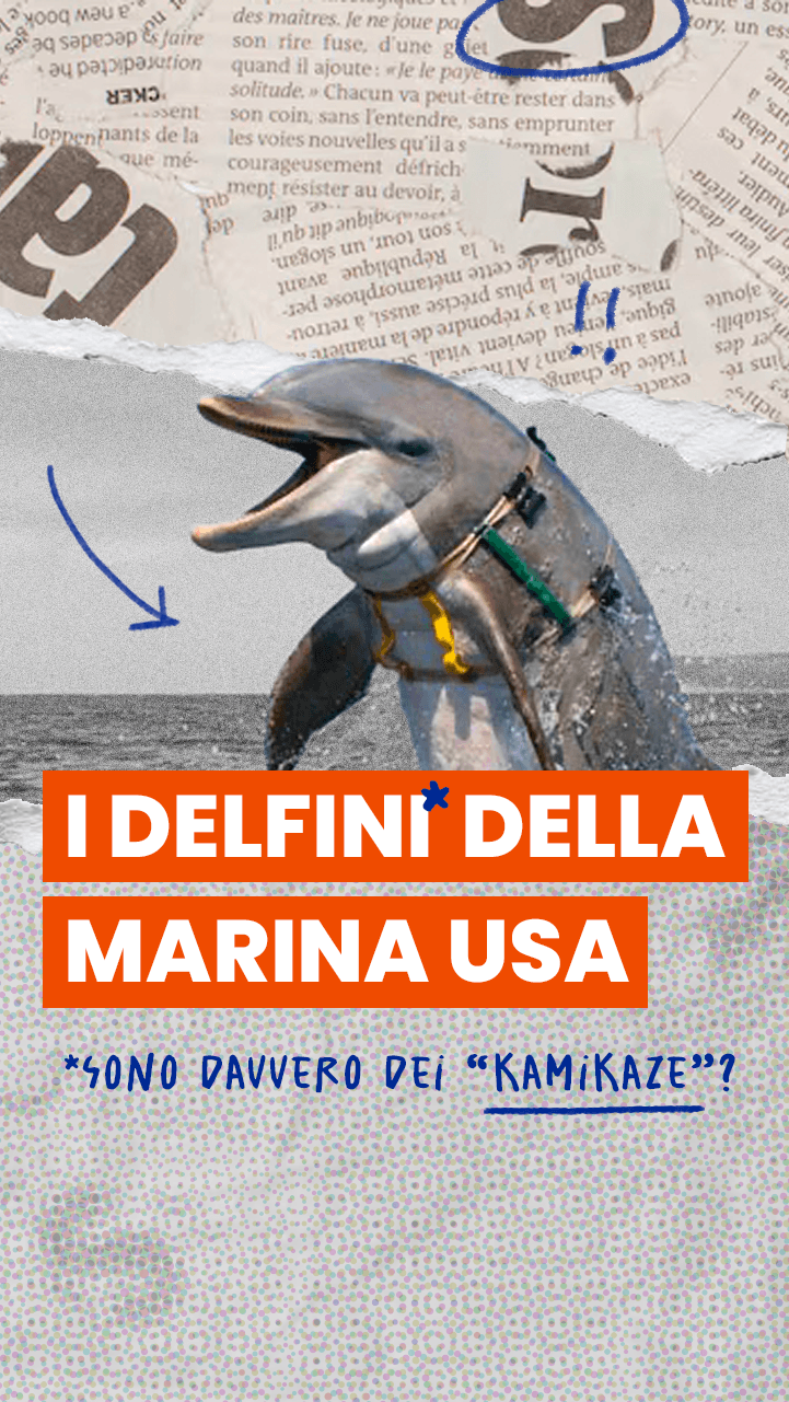 I delfini della Marina statunitense sono “kamikaze” fino a un certo punto