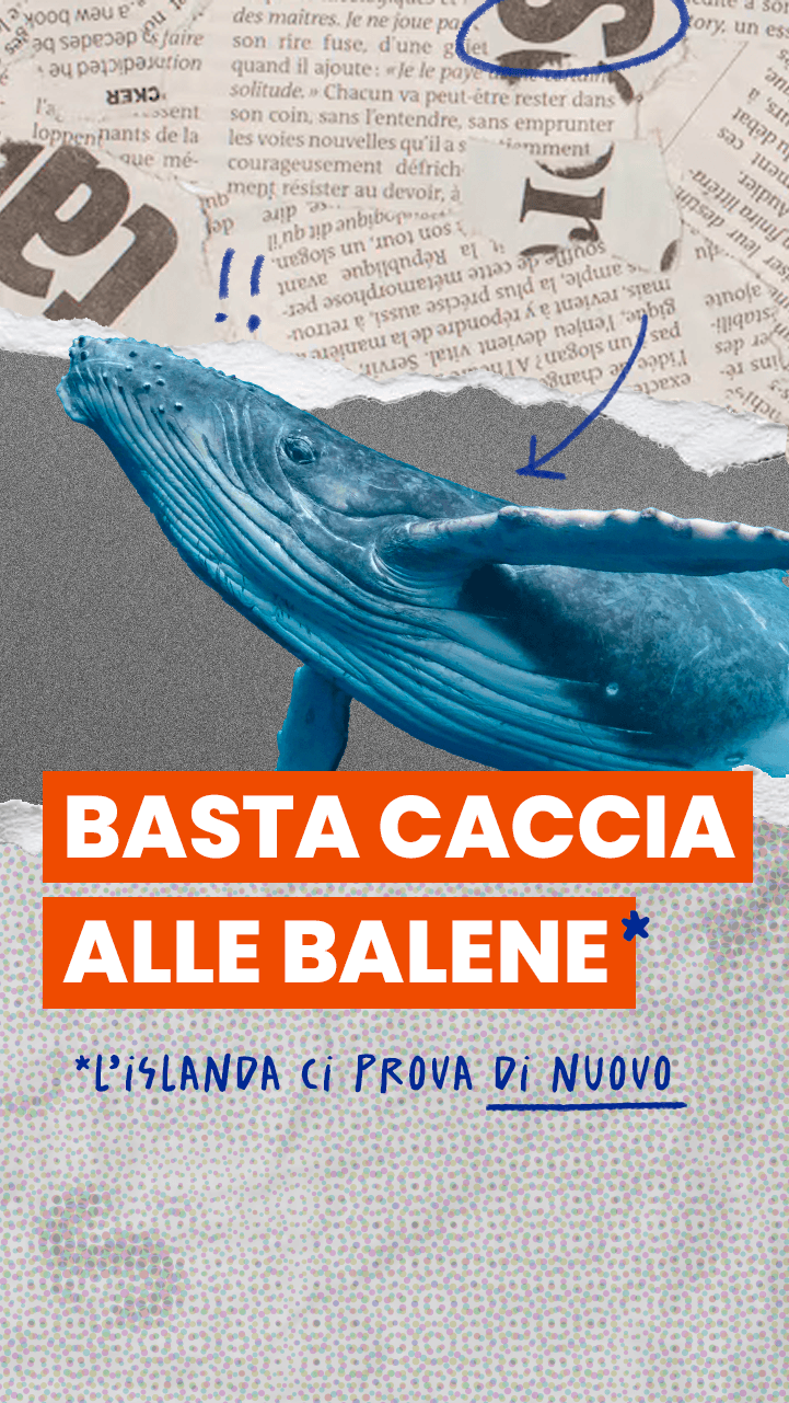 Riuscirà l’Islanda a vietare definitivamente la caccia alle balene?