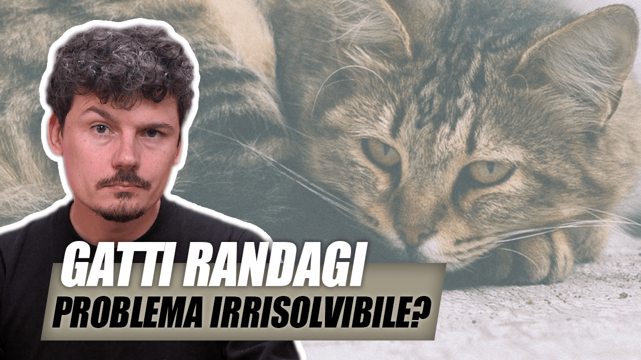 La Nuova Zelanda vuole sterminare i gatti per tutelare la biodiversità